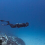 PADI Freediving
